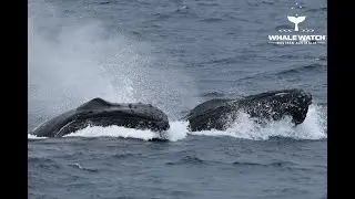 Humpback Competition Pod