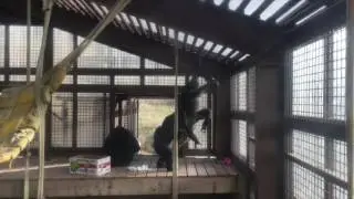 Foxie and Missy Chimpanzees Play!