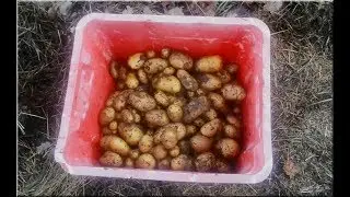 21.12.2019 - TEST (d&eacute;cembre) conservation des pommes de terre sous le foin (5)