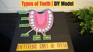 Human Teeth Types | School Project Model | ICSE/CBSE Science Activity | 4 Types of Teeth Model | DIY