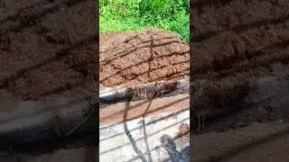 Palm Oil Production: Process, Product, Byproducts, Machinery... A documentary.. 