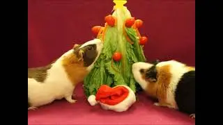 Guinea Pig , Meerschweinchen , Meersau Lovers