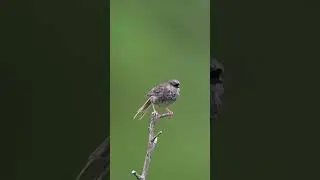 The daily #bird l Himalayan Prinia: Tiny Singer of the Hills l Follow for more #birds
