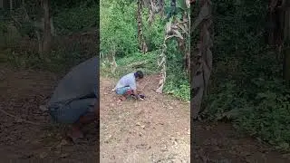 sugar glider on banana tree #trendingshorts #shorts #viral
