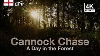 🏴󠁧󠁢󠁥󠁮󠁧󠁿 Cannock Chase Forest & Sunset | 1 Hour 4K Ambient Nature Wallpaper | Caeruleum Earth