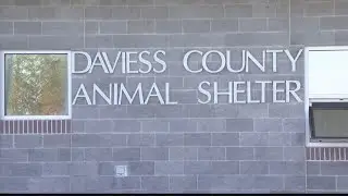 4 local shelter dogs still face euthanasia on Saturday