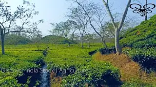 TEA PLANTATIONS OF ASSAM AERIAL VIEW | MODERN AGRICULTURE IN BARAK VALLEY | 4K UHD