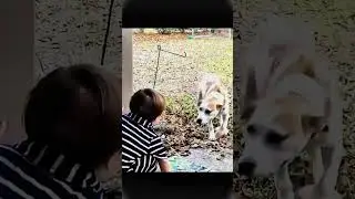 cat vs dog #edit #sigma #cat #dog #ytshorts #shorts #animals #memes #aura