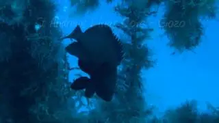 MV Karwella Wreck Dive with St. Andrews Divers Cove, Gozo