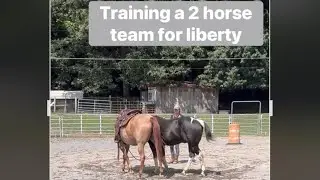 Wager and Moonshine are becoming a good team !!