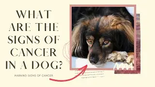 10 Signs of Cancer in Dogs of 2021