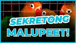 Paano Makapagpalabas ng MAGAGANDANG mga IBON? 😲 African Lovebirds Breeding Tips