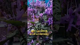 Flower name challenge✌️🔥#guess the flower#nature of beauty #trendingshorts #viralsong