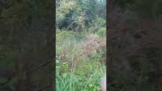 nature walk Alvinston Ontario Canada