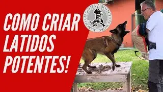 Como deixar o latido do seu cão de guarda e proteção mais potente | Marcio Cerqueira