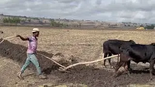 Farming in Ethiopia
