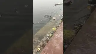 Too much garbage in lake 😢😢// #ytshorts #shotsvideo #youtubeshorts #fishing