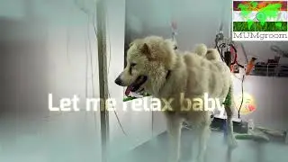 Pet Dog Hairstyle grooming academy certified courses MUMgroom.com Skill development &hellip;&hellip;