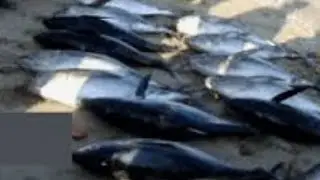 Wholesale Fish Market - Barka, Oman