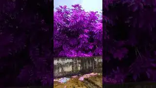 tree colour change##youtubeshorts