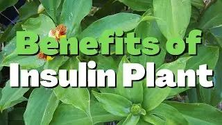 Why Insulin Plant is beneficial for Diabetes? | Diabetes Control tips
