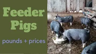 Selling feeder pigs! What We Got Paid