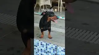 Уже готово, богатый Коко🐶 #petshub #puppy #funnypets #cuteanimal #cute #pets #cutepuppy #puppyvideos