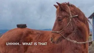 Strip Hair vs. Tigers Tongue 🐴 The best winter grooming tools for horses?