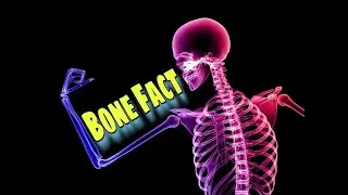 Humans bone Fact & some animals bone Fact  ⚡