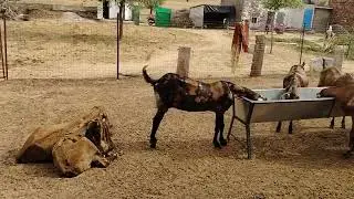 ### seowa agro and got farming me aapka स्वागत है 9649399498