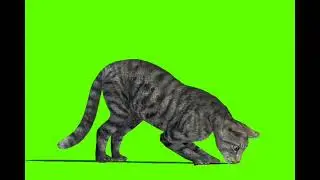 Cat green screen video |cat green screen no copyright #greenscreenvideo #copyrightfree #stockfootage