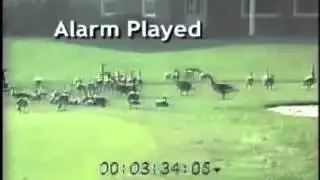 Bird X GooseBuster uses unique recordings to repel Canada geese short version
