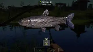 Russian Fishing 4 Old Burg Lake Black Carp 3.359 Kg