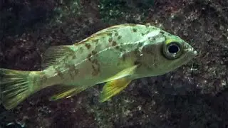 シロメバル　Siromrbaru　Sebastes cheni