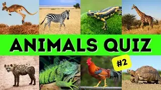 Fun Animal Facts - Pub Quiz Challenge!