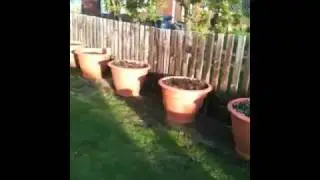 Home grown hops