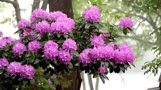 Slow Down Flowers & Bees Silent Meditation Rhododendrons Calming Relaxation.  Slow TV