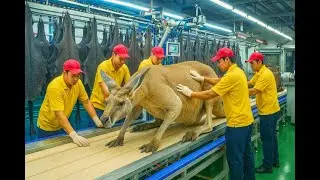 Inside the Kangaroo Leather Factory &ndash; (Full Process) How Million-Dollar Baseball Gloves Are Made