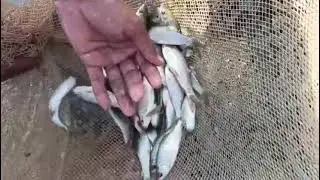 SGS Raho fish seed available شیخ محمد اقبال#viral#fishfarming