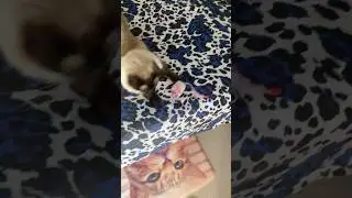 Benya Cat play with mouse on the bed   #catplay