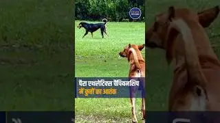 Delhi Para Athletics | Stray Dogs Attack Foreign Coaches & Athletes | BJP | Who Is Responsible?