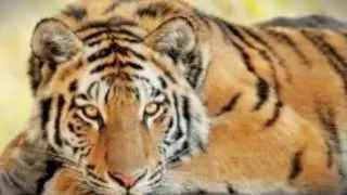 Why people should stop poaching