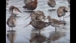 Hudsonian Godwit - Meare Heath, Somerset