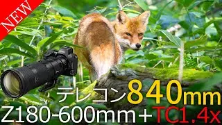 NIKKOR Z 180-600mm f/5.6-6.3 VR＋TC-1.4xで野鳥や自然の生物を撮影してきた