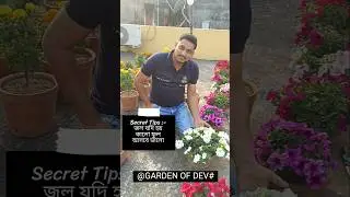 শীতকালে বেশি করে ফুল পাওয়ার গোপন রহস্য 🌼Disclose Secret Tips For Getting More Flowers #shorts