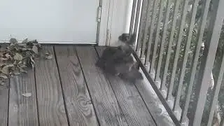 Three Squirrels wrestling!
