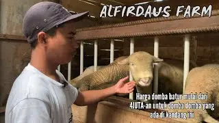 BREEDER MUDA DARI BATUR