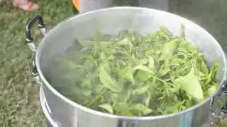 Sabah Tea Garden
