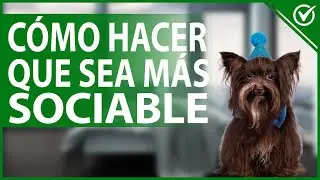 🐕 Consejos para Hacer que tu Perro Sea M&aacute;s Sociable y Cari&ntilde;oso - Educaci&oacute;n Canina 🥰🐕
