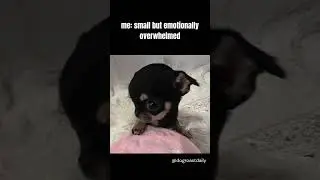 Small Dog, Big Problems 🐶 | Relatable Meme